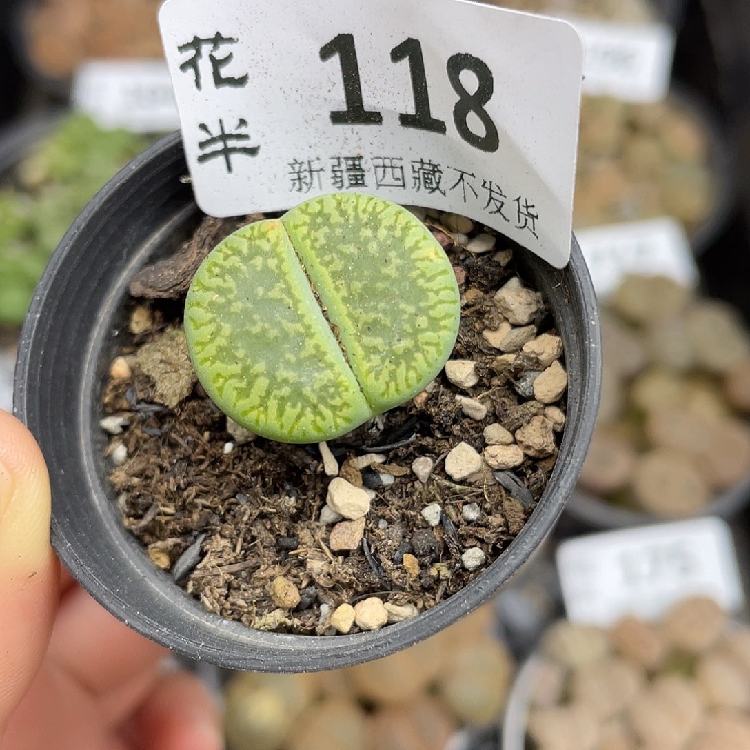 11800000花花花花花花