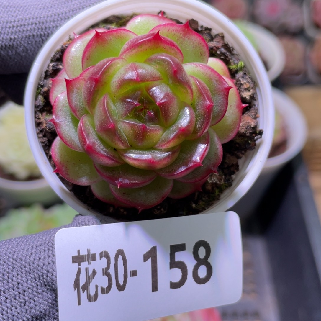 花利美30-158新品珍妮