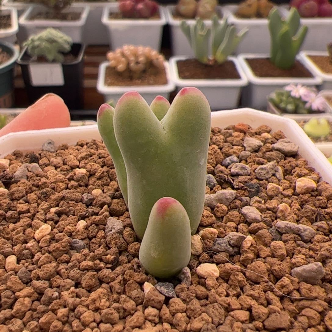 N***e130号白花12.28多肉