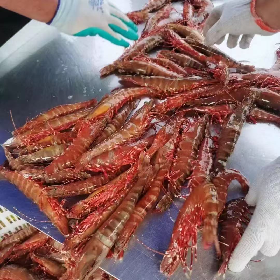 青岛当地野生红爪虾，花虎虾1斤17-20只，净重两斤活虾速冻顺丰