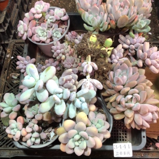 3441，框拍，微瑕，介意慎拍