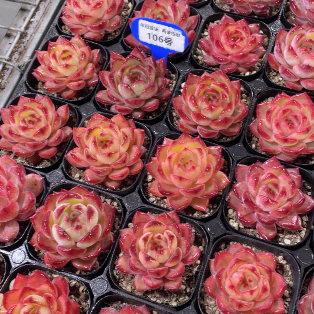 106号宽叶全状态夜魔侠单头一个