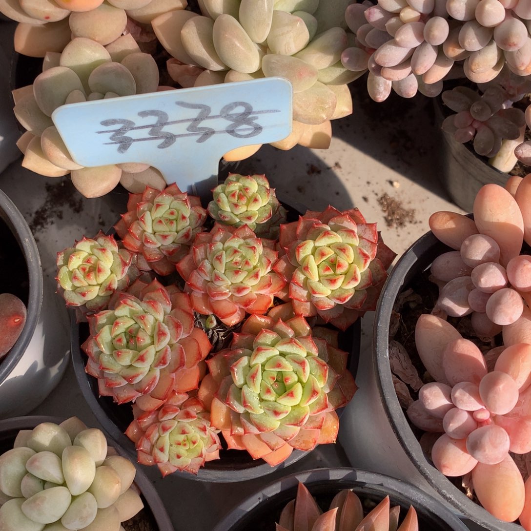 熊猫脸7272727272727