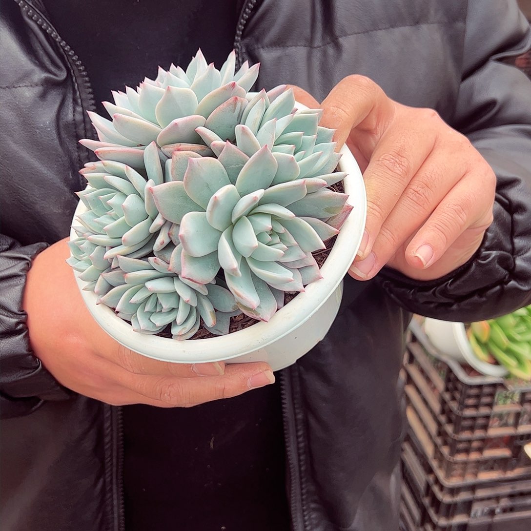 粉蓝鸟五头群生多肉