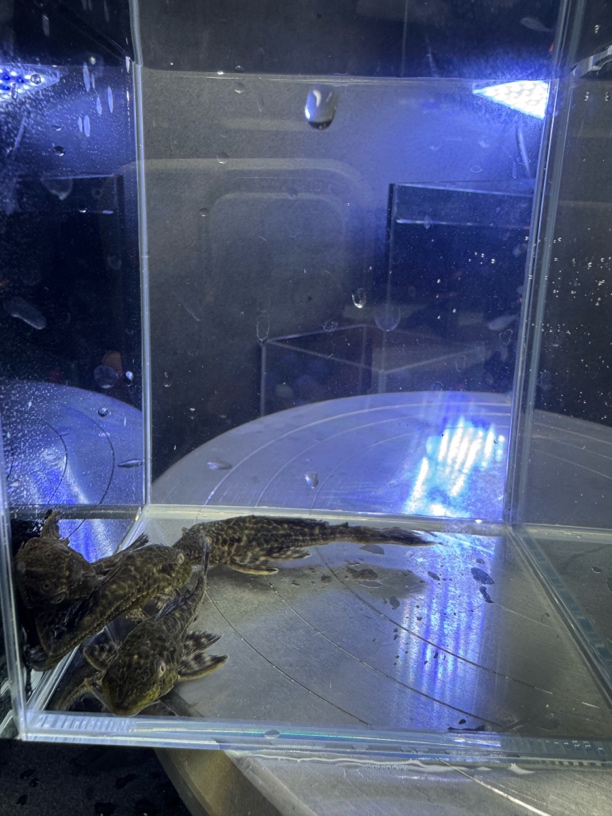 豹纹清道夫2条装鱼缸里的清洁工包邮