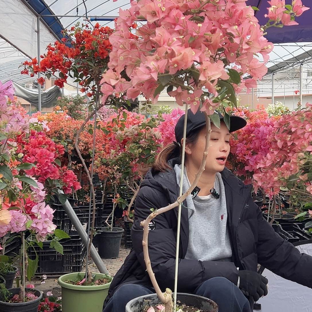 红***樱大部分花苞少量开放F72卡亚塔