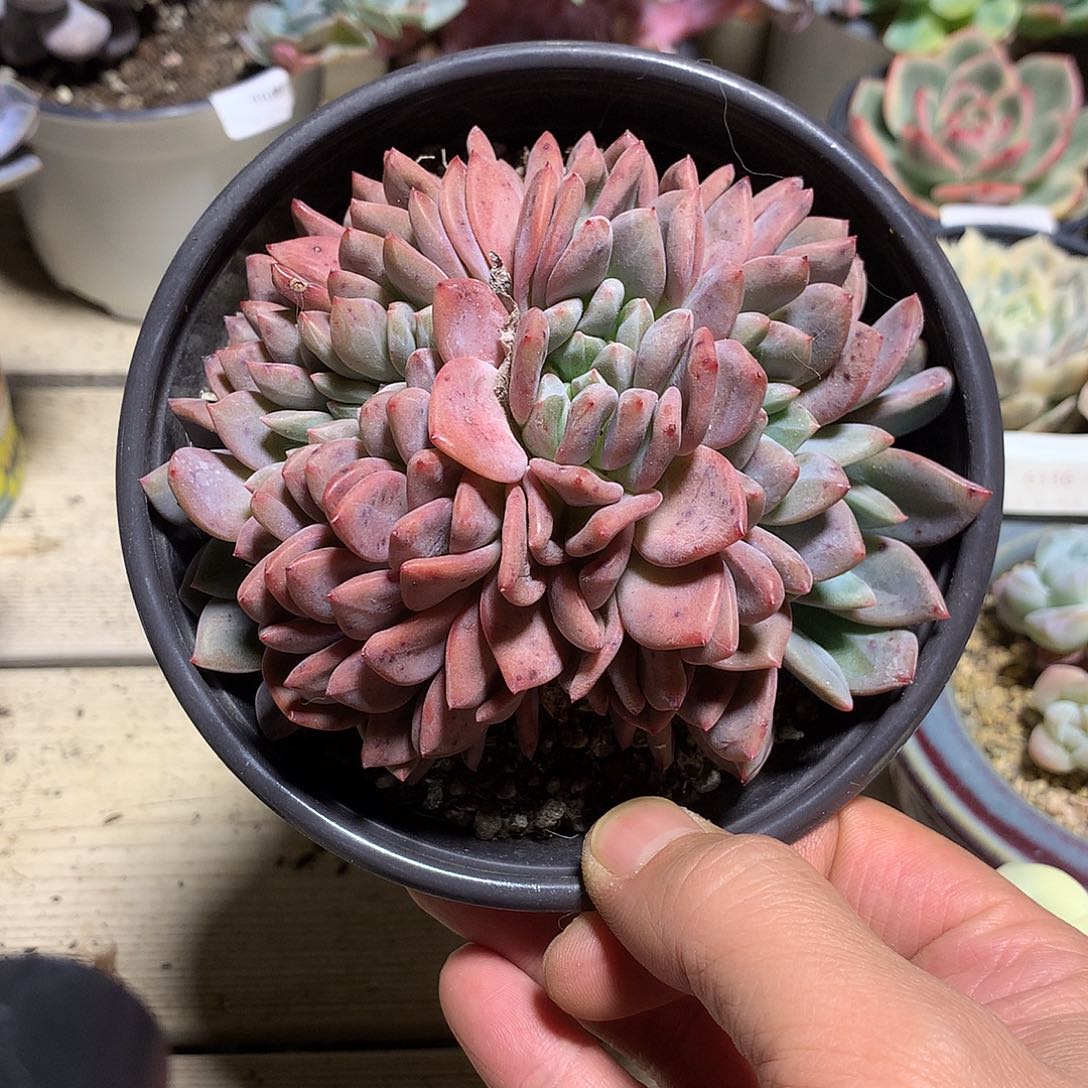 6562爱丽儿缀化多肉一颗11厘米