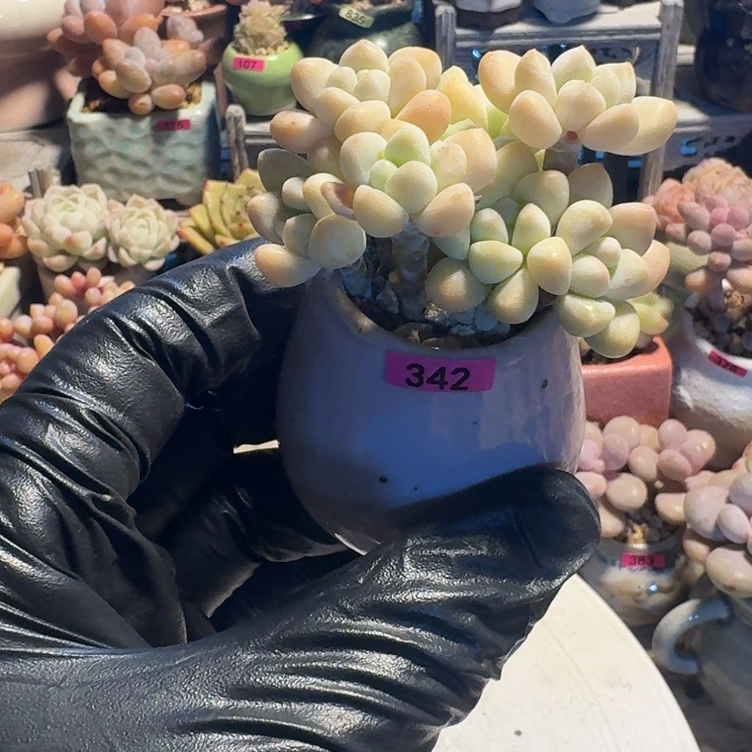 一物一拍编号342 