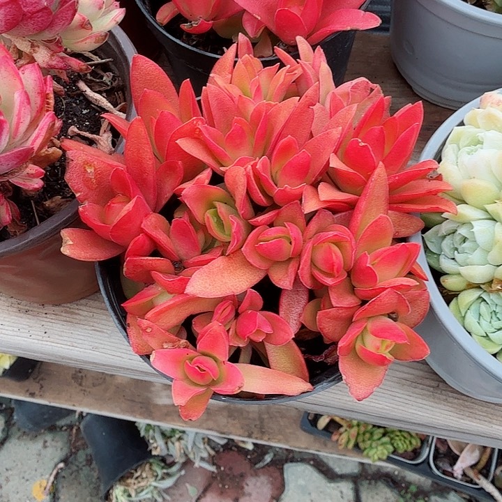 火祭多肉植物精品