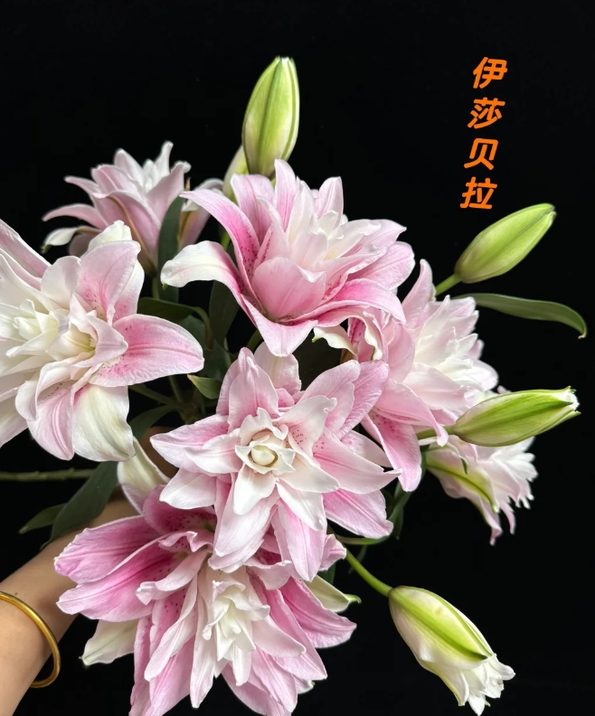 【全场任意两单包邮】伊莎贝拉重瓣百合  2头5枝（1个头不赔付）