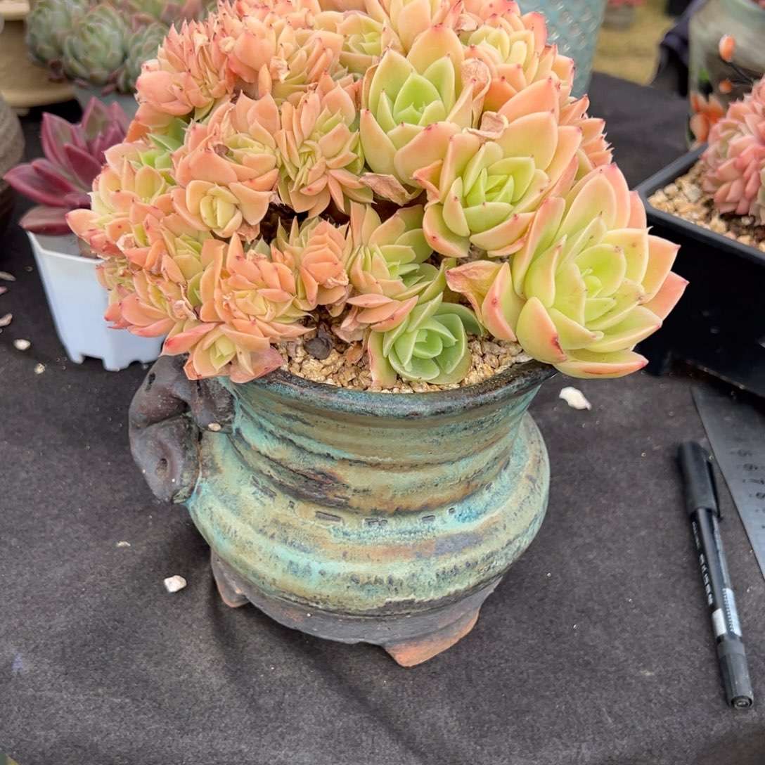 あ***³星娜塔缀多肉一物一拍