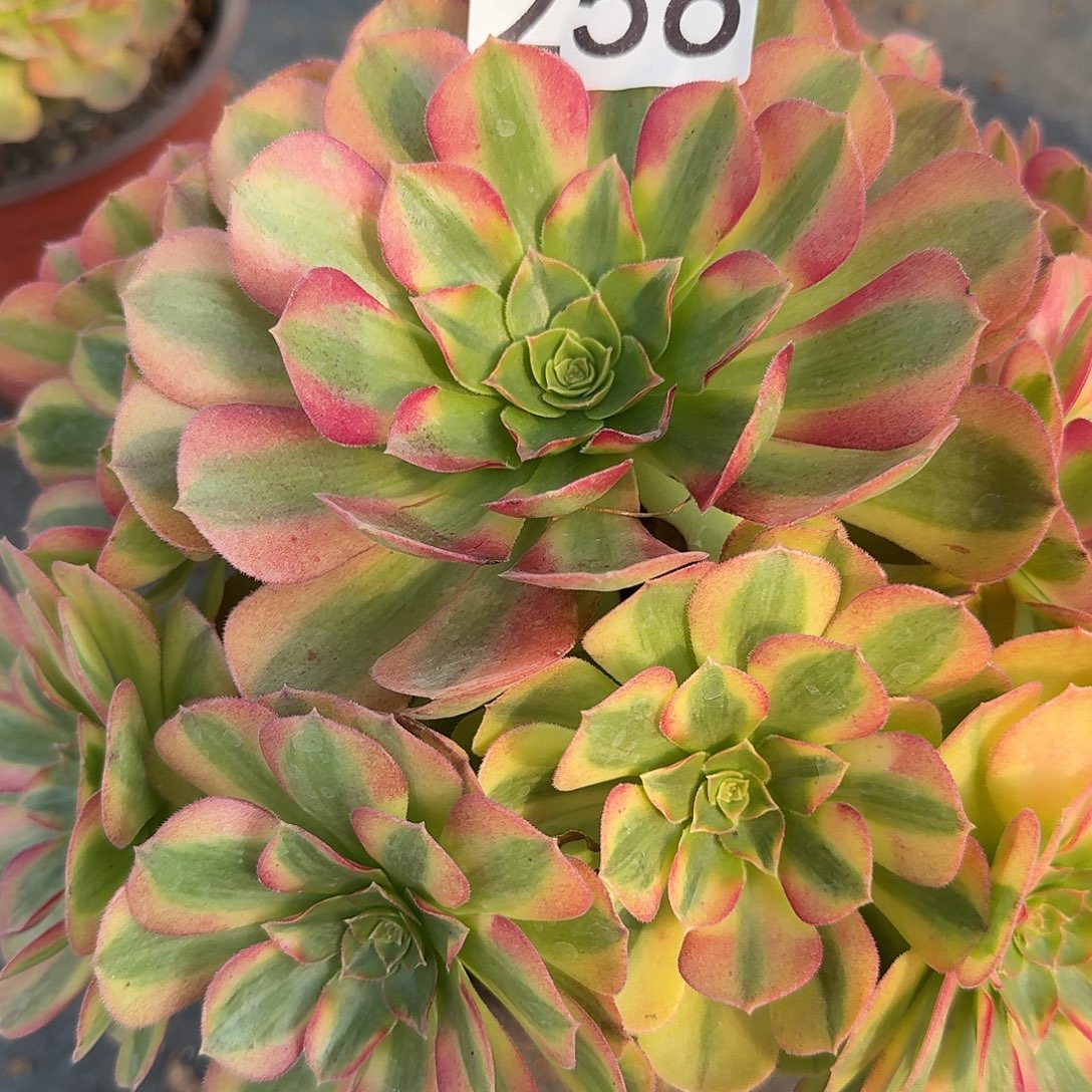 雨荷法师多肉美美美256