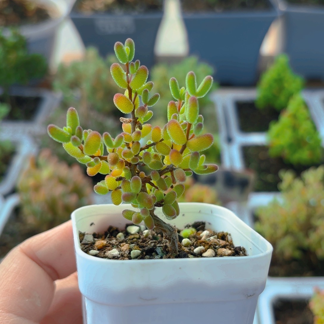 福利骚粉糖球232。