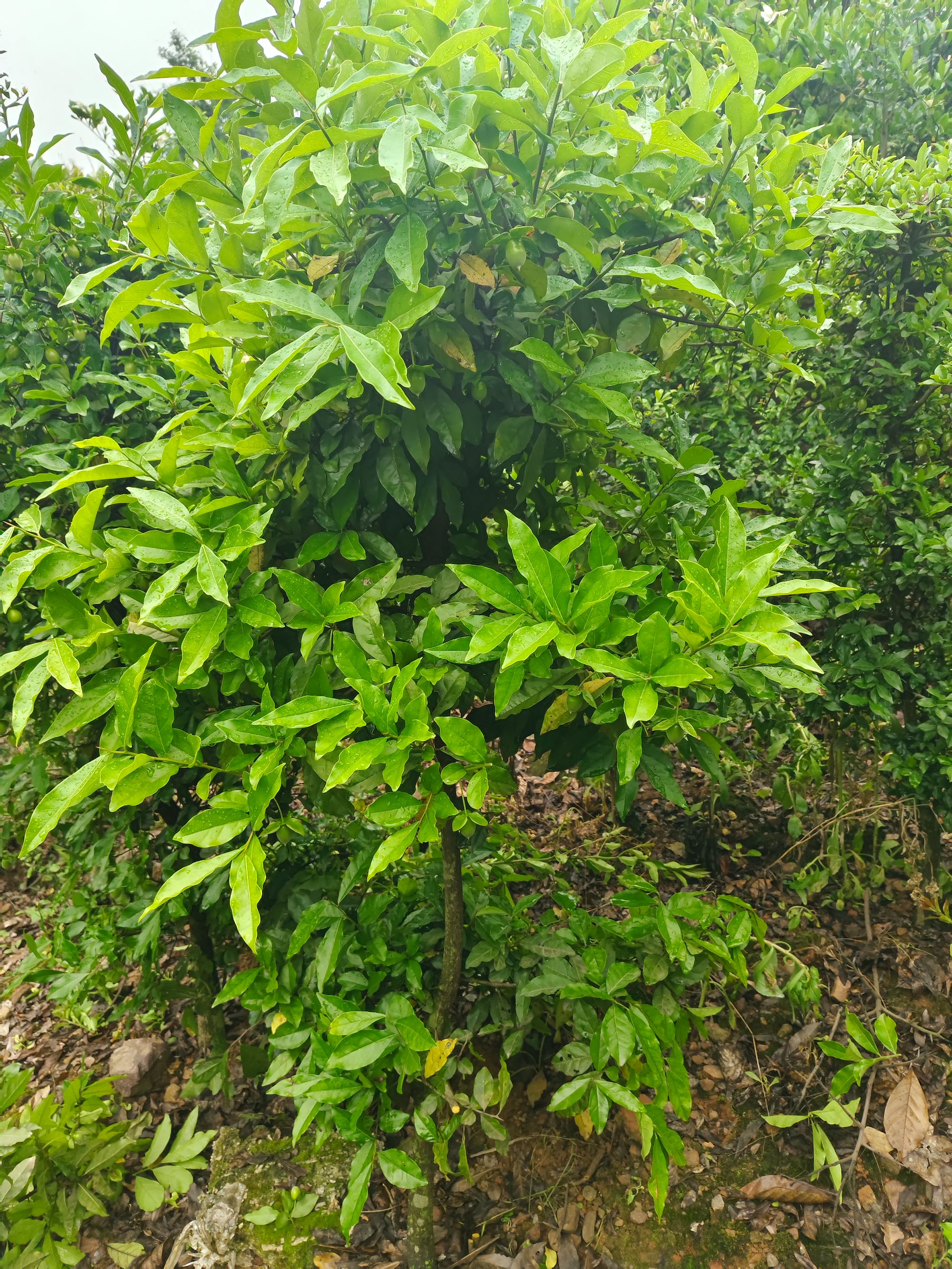 自选地景付米链接（收到货摘果摘叶 土球不要散开）