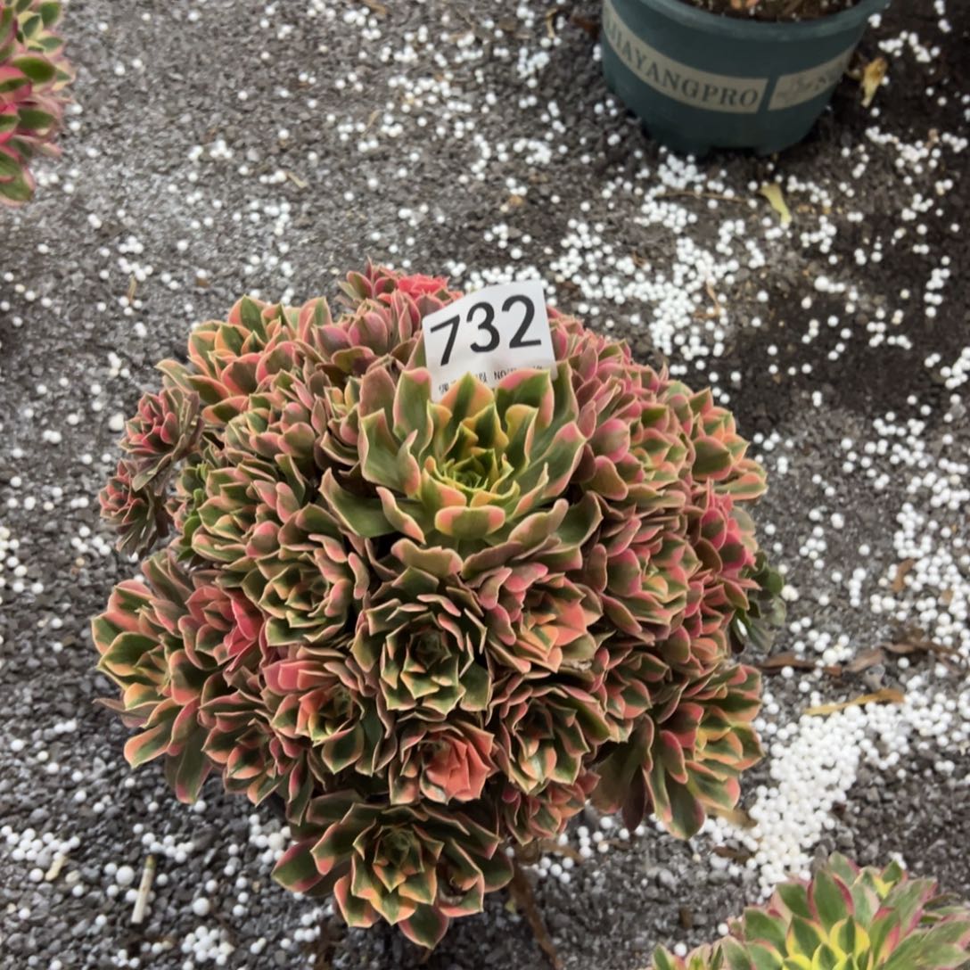 我是真的很喜欢这个