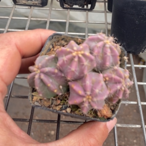 实生虾群多头6仙人球