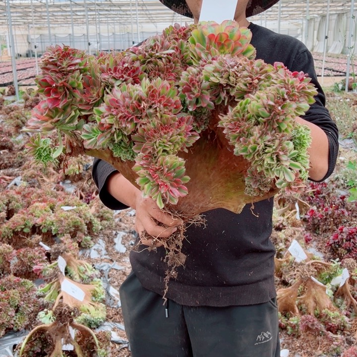 红袖醉话33号多肉法师