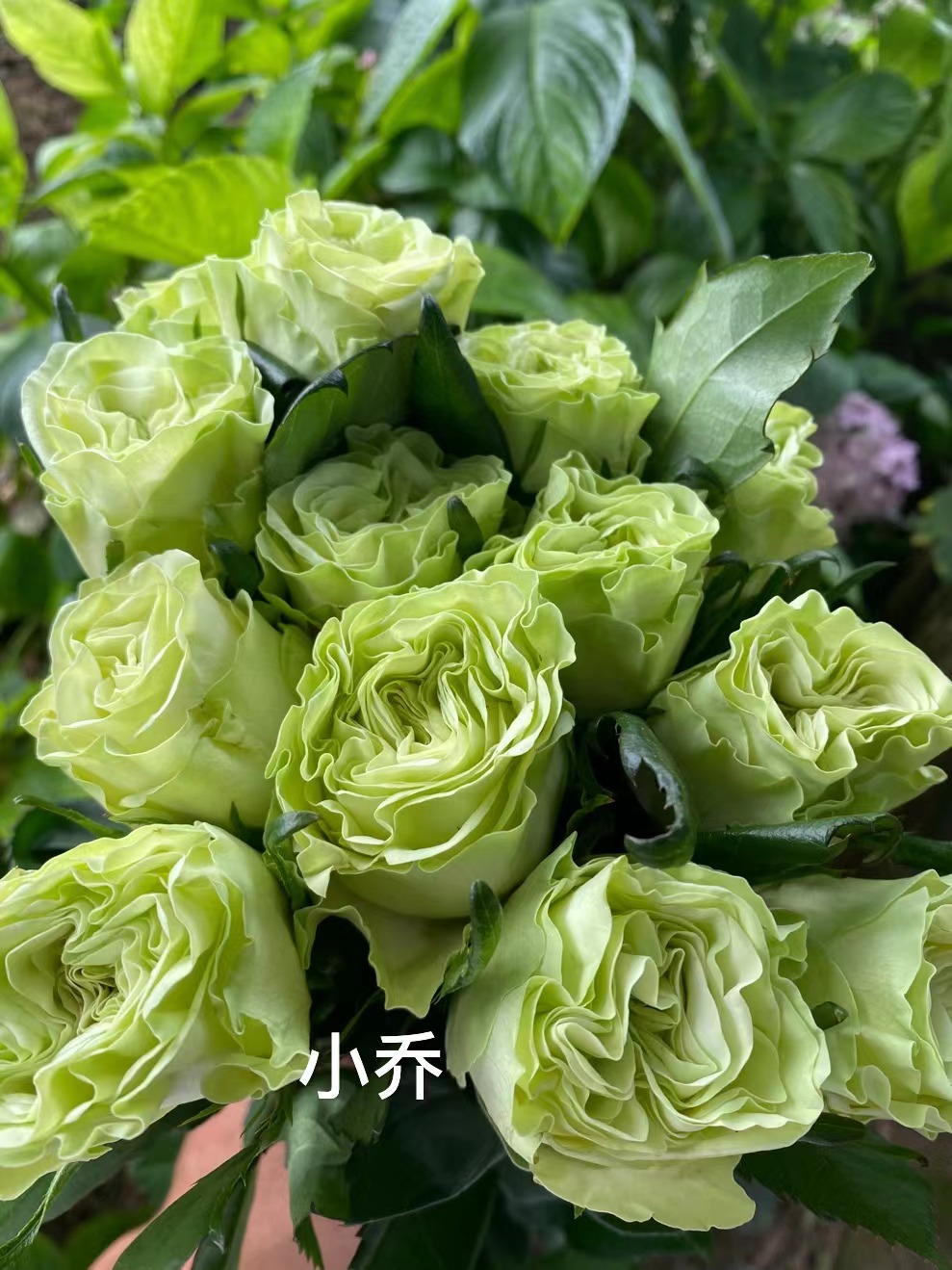 小乔树月   四季灌木月季