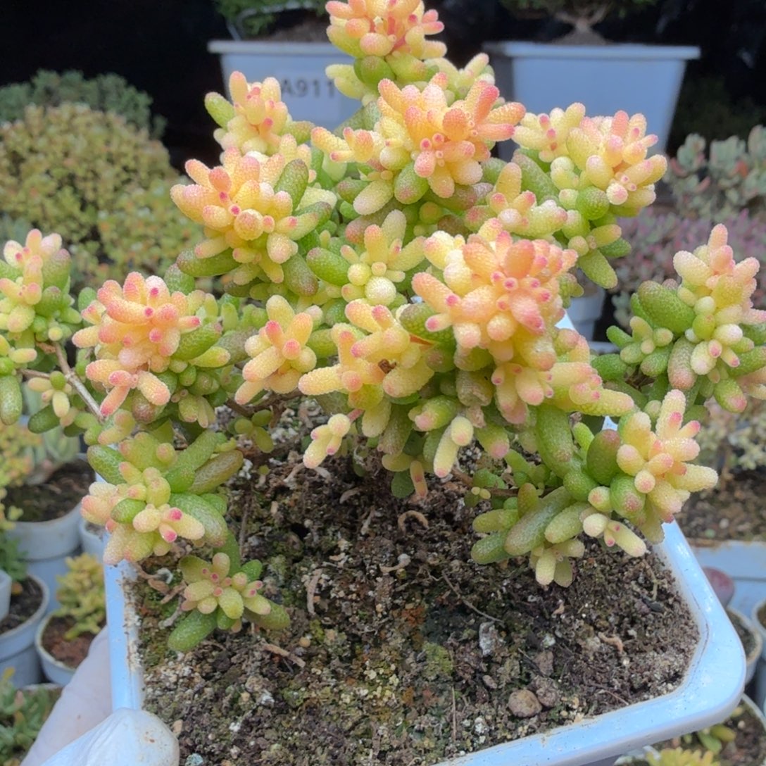 A532糖球3号锦整点半价