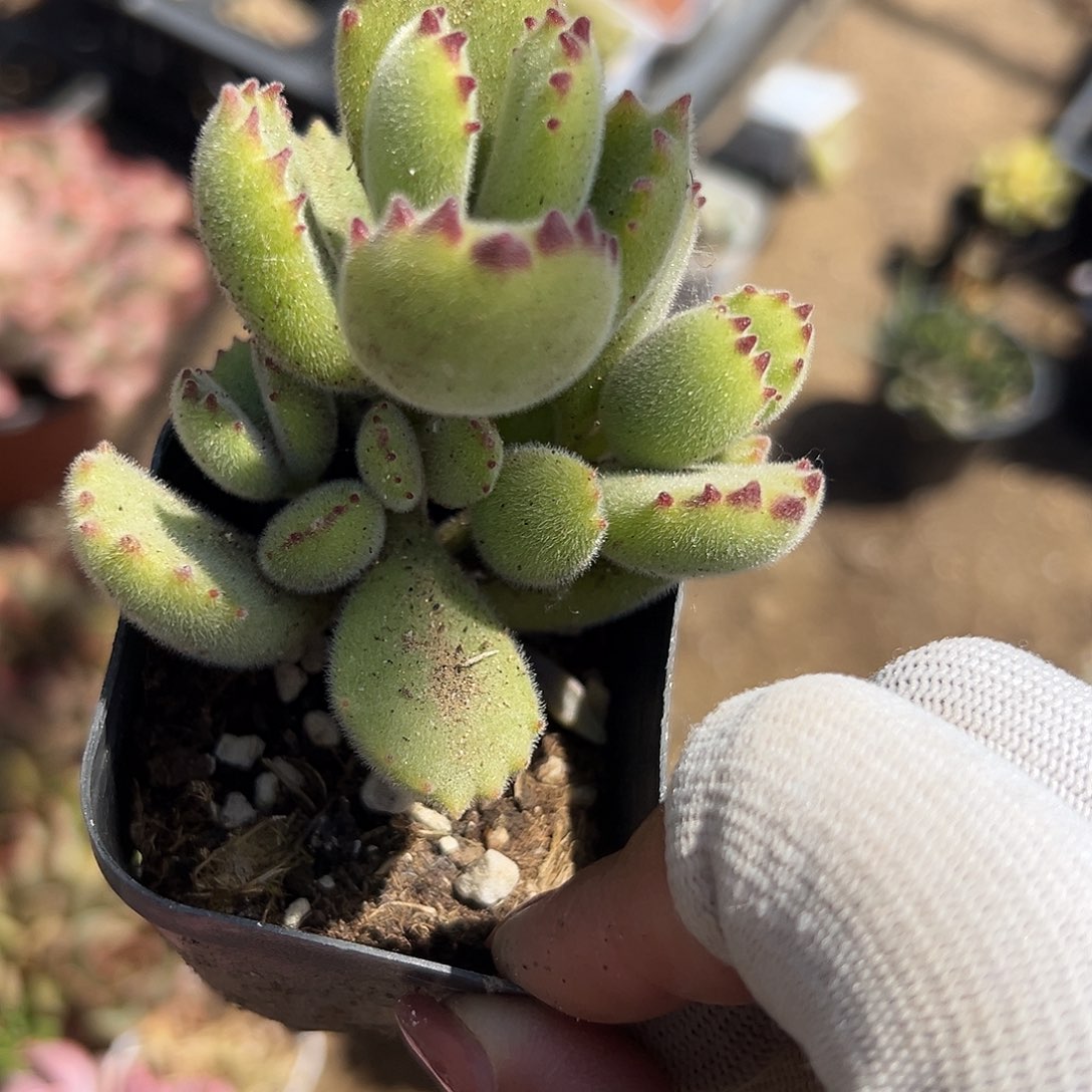 多肉植物多肉植物
