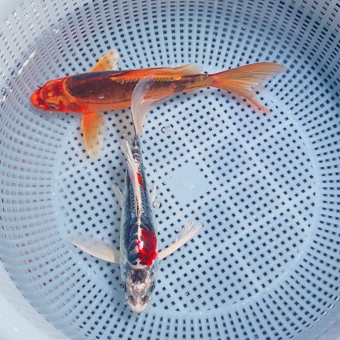 锦鲤锦鲤观赏鱼1111