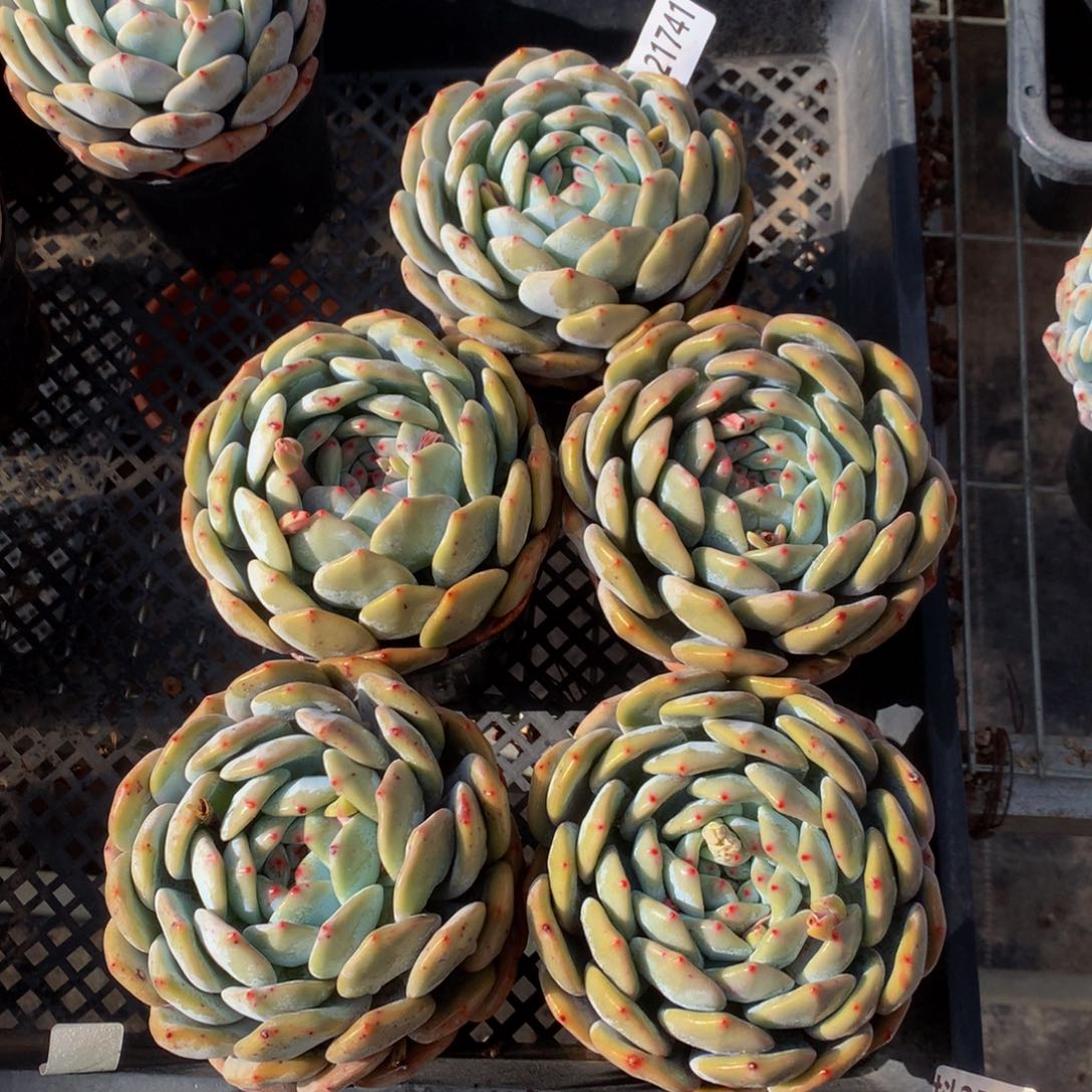 21741五个一起嗯嗯