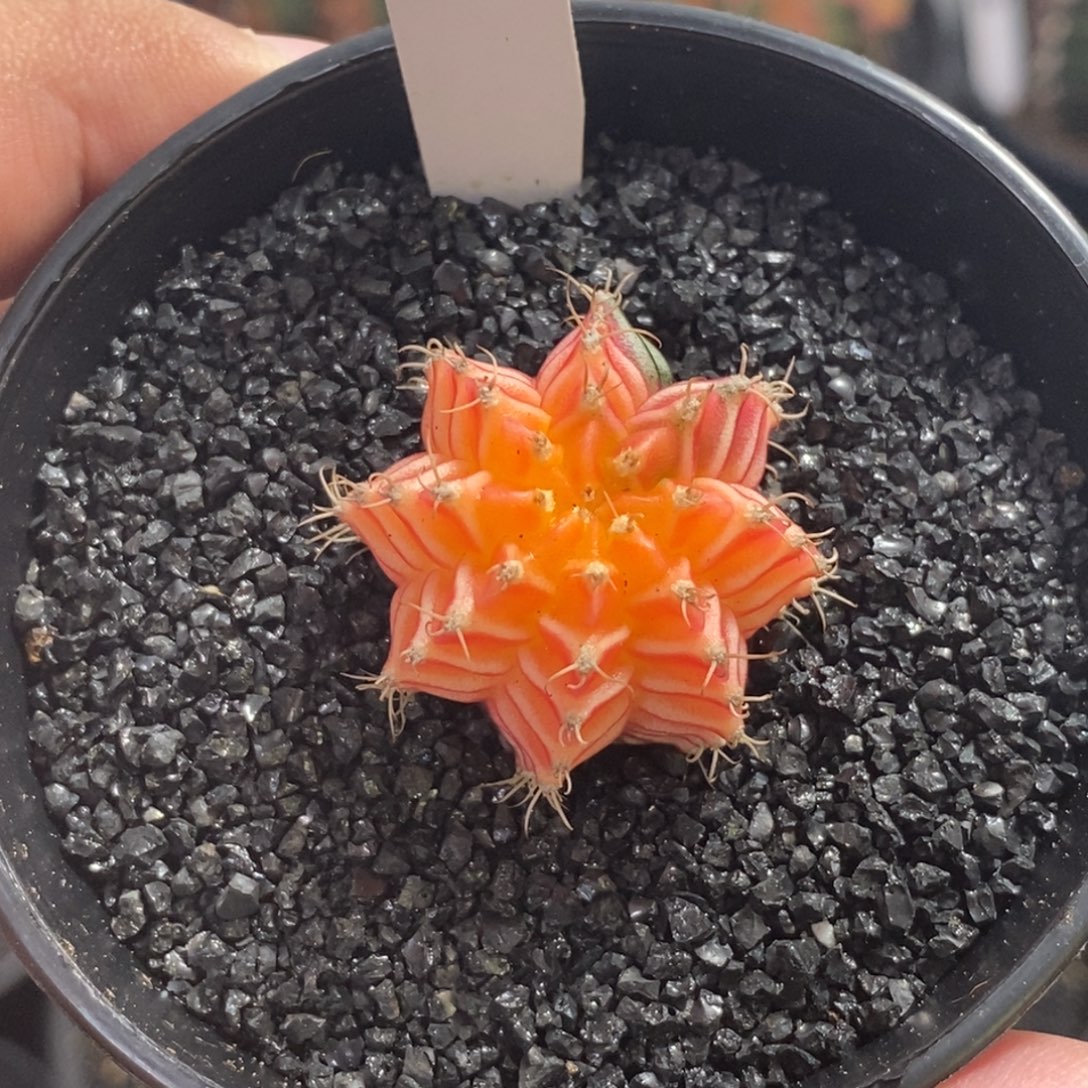 精品米哈—脱土发货18