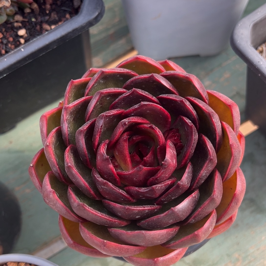 红灯美肉多肉植物