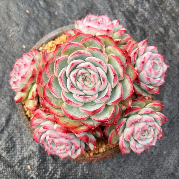 多肉一物一拍侧影整桩无砍老桩叶展19cm