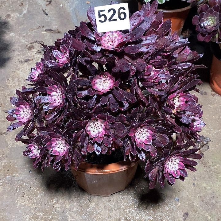 法师植物一物一拍12345678