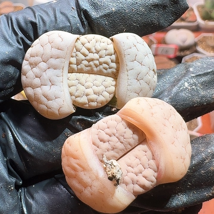 生石花23:：：。  266