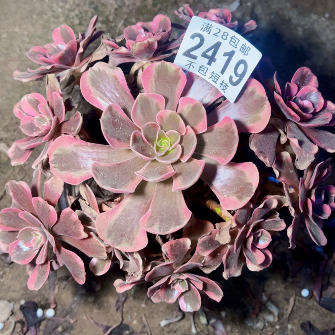 爱神多肉植物法师2419