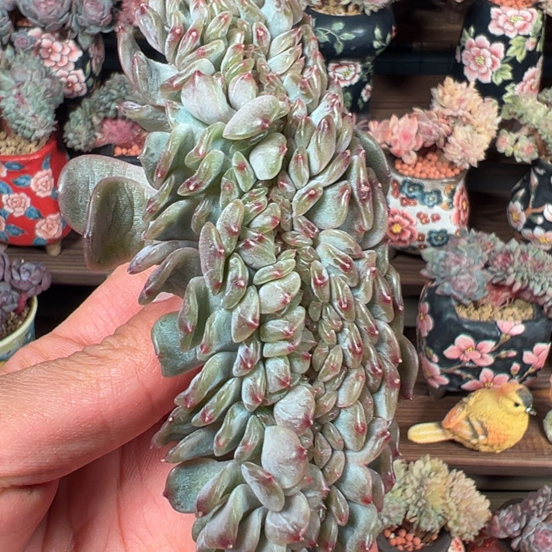 闪***里新年快乐 新年快乐 