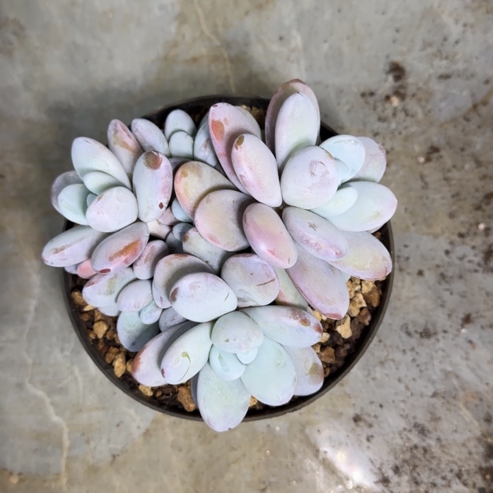 雪美人 群生 一物一拍