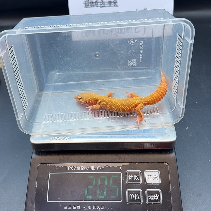 豹纹守宫阳光妹妹