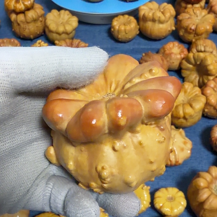 忘***岸墨西哥七彩疙瘩葫芦