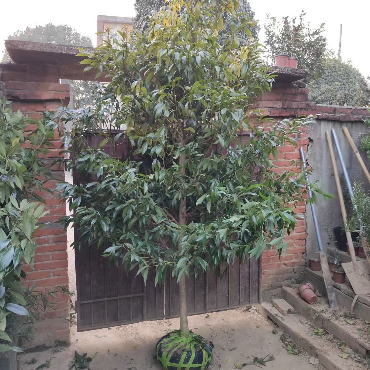 四川正宗金丝楠木树苗名贵小叶桢楠树苗金丝楠木苗楠木苗名贵树苗