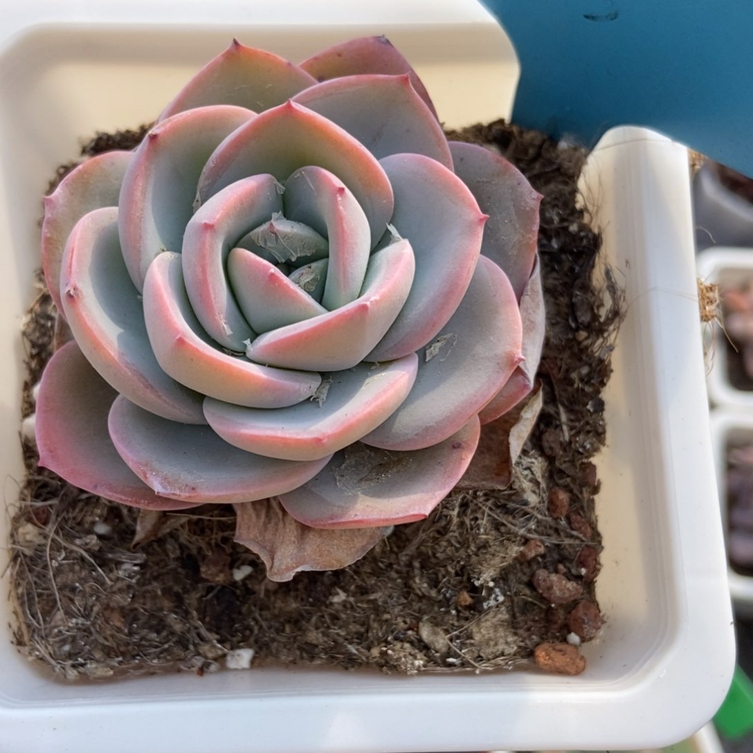 13布鲁蓝多肉植物保护