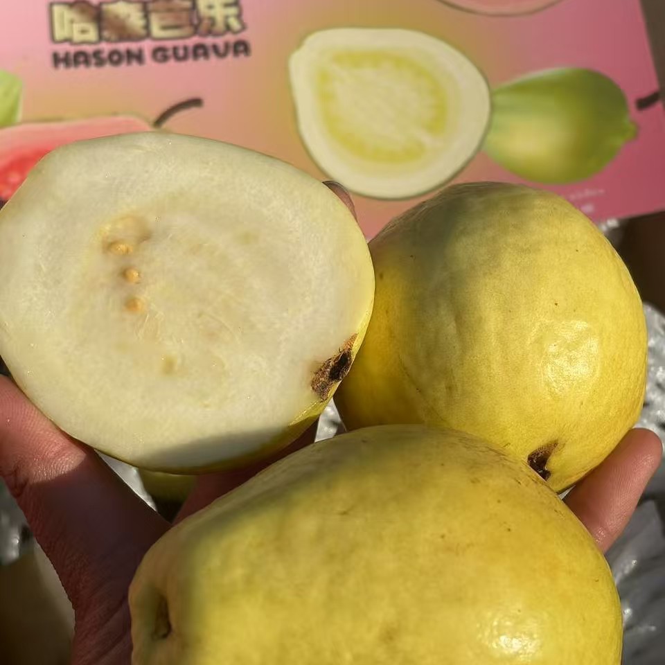 哈森颜色微黄到家就可以吃奶油芭乐番石榴当季水果清香甜糯低糖软糯一箱2.5斤左右福建省