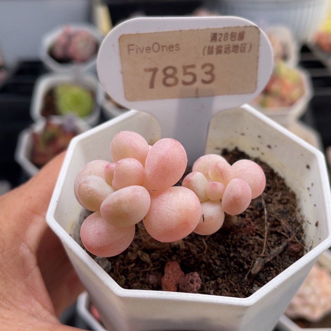 泡泡糖7853-4.0厘米