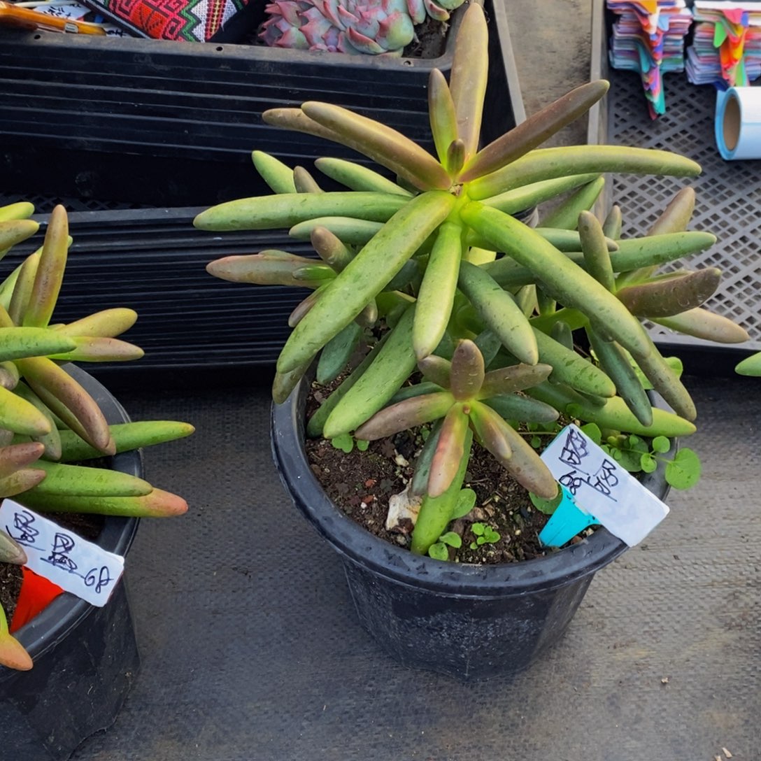 盈***盈一物一拍多肉植物