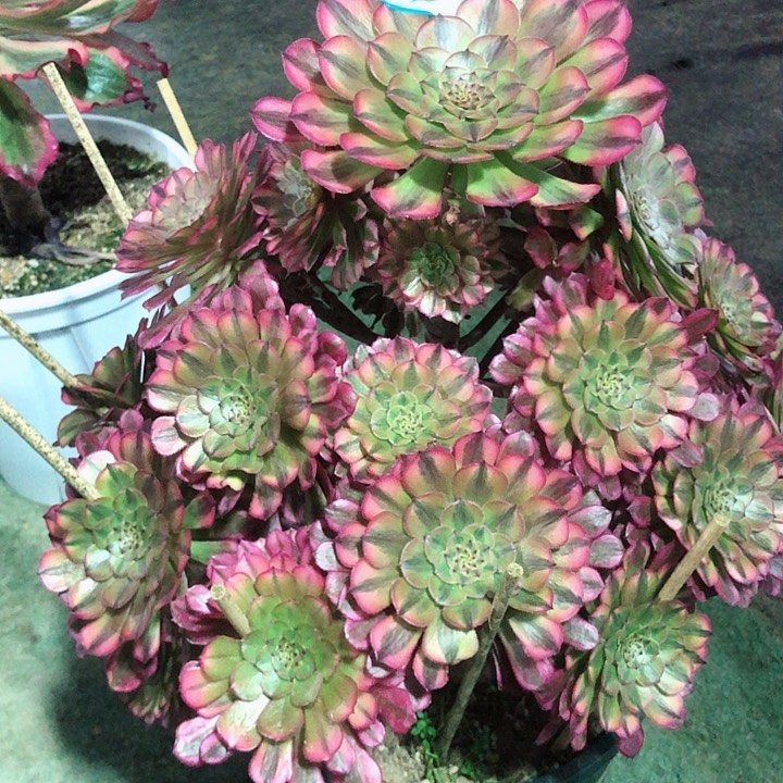 890祝融多肉法师