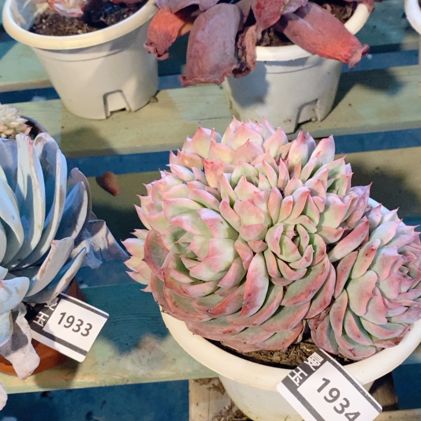 【闪购商品】侧影1934