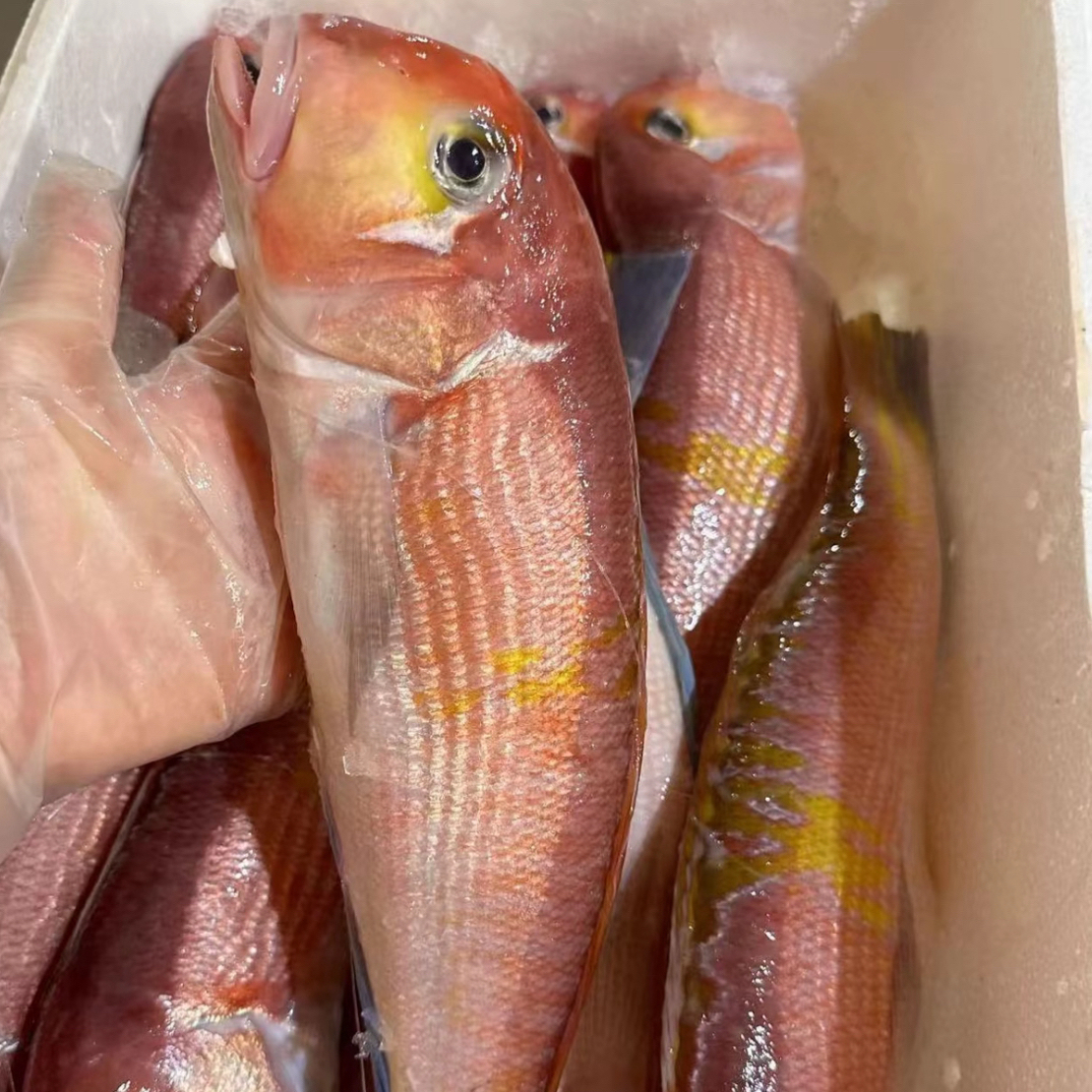 【东海马头鱼】新鲜冷冻深海斧头鱼马面鱼生鲜顺丰发货