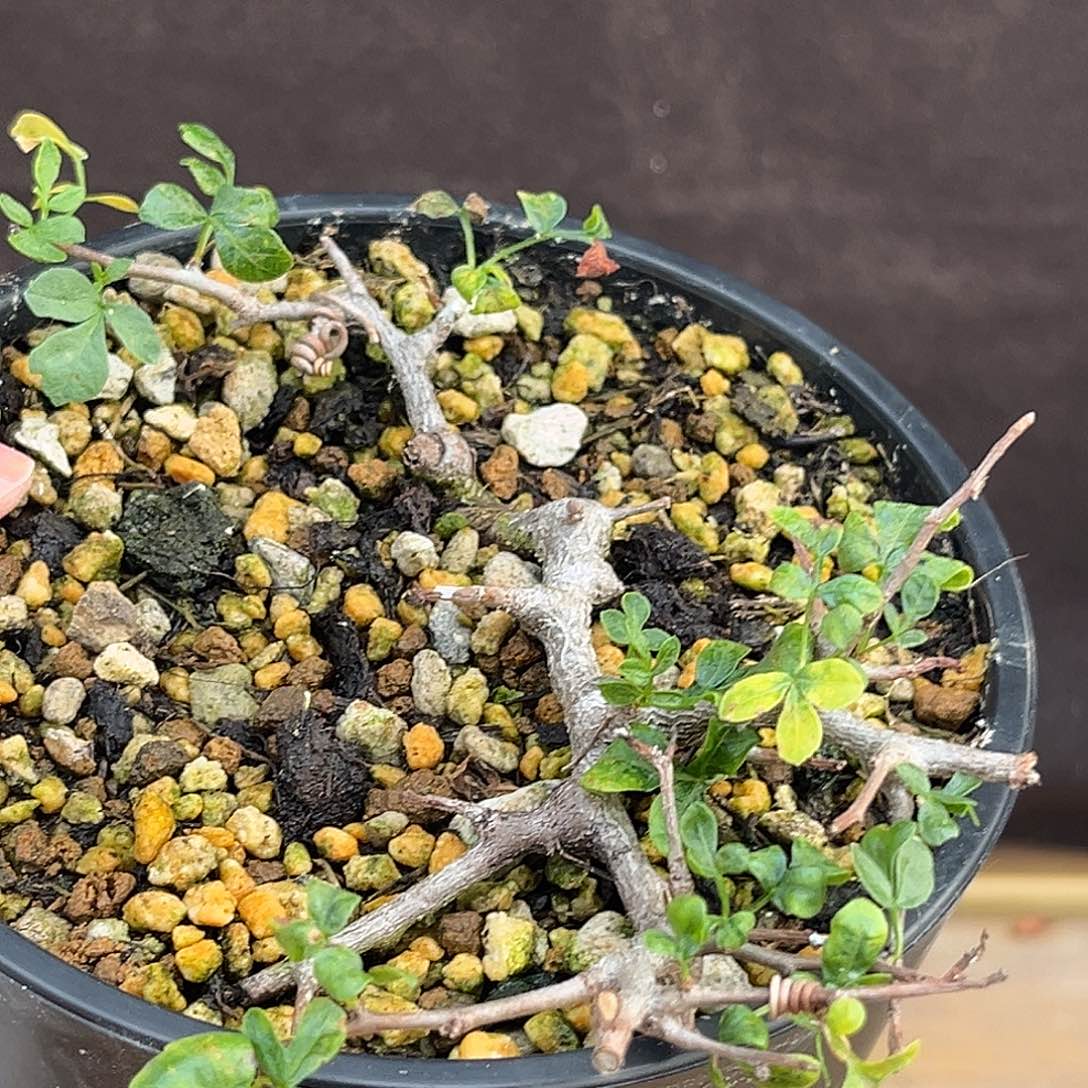 汤圆植物念珠橄榄