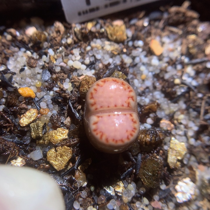 精品生石花123.130