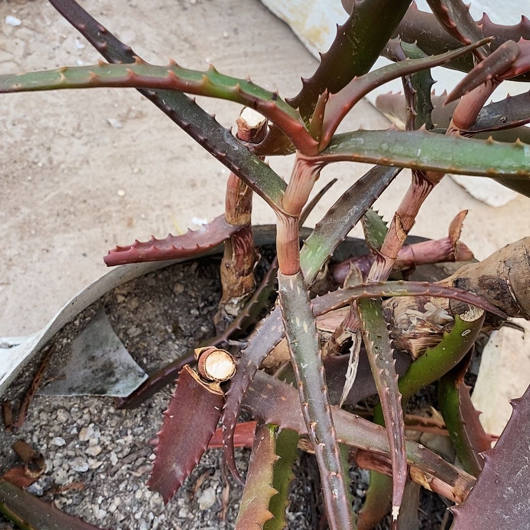 凯魔龙芦荟。 高度15公分左右。    无根的。  