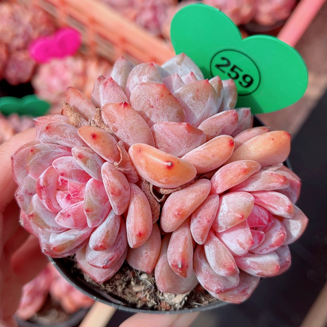 259号小老桩韩橙群