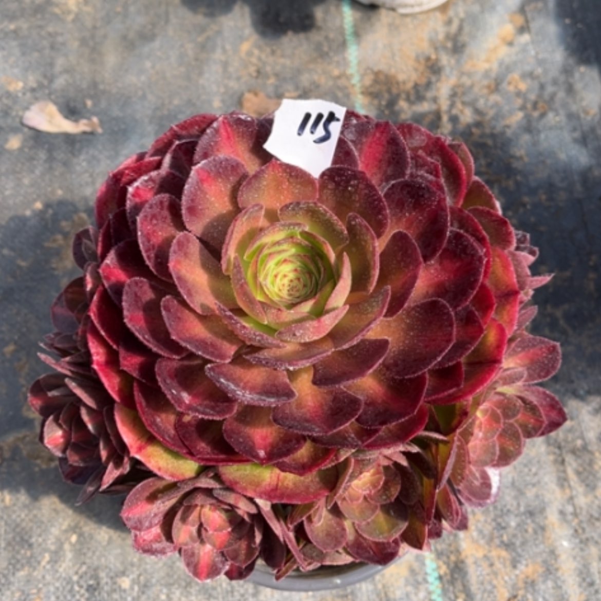 【闪购商品】115抹茶多肉法师