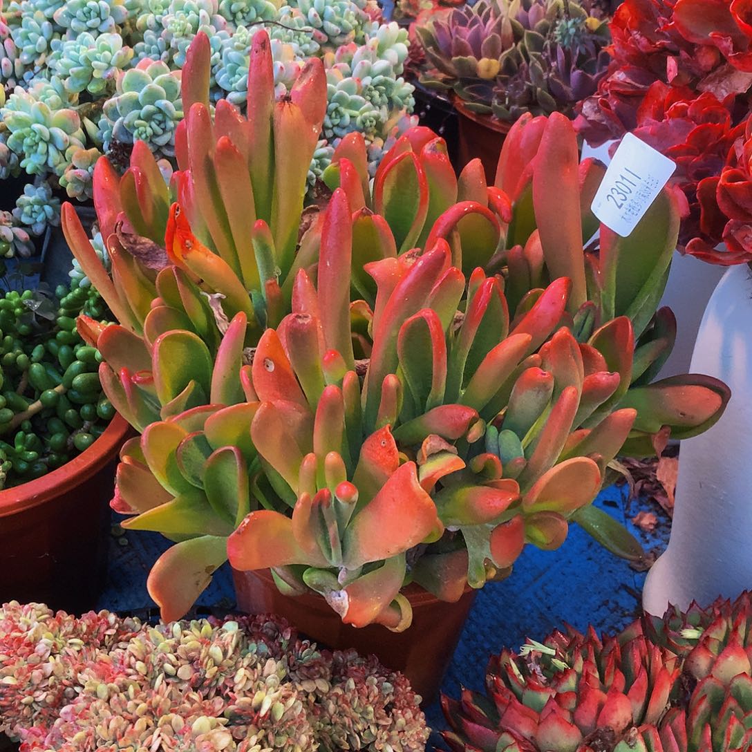 遥***声    火狐狸多肉23011